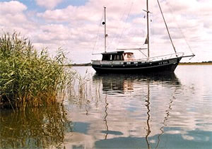 Die Pirol in niederländischen Gewässern