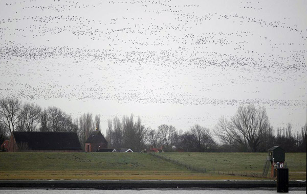 Ems_Gänseeinflug_Jan2011