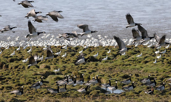 Petkumer-Deichvorland_Rothalsgans, Foto (C): Eilert Voß