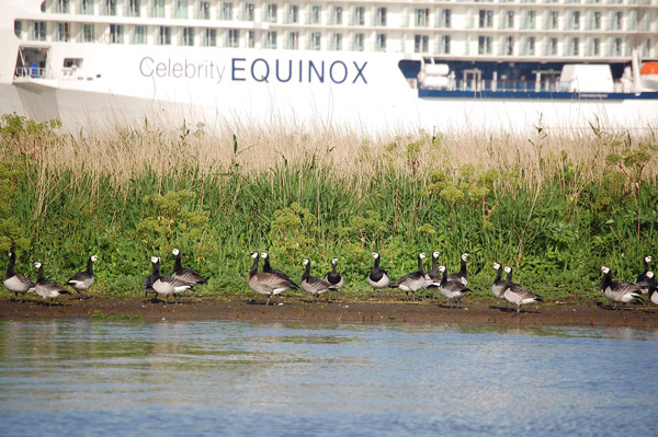 Überführung der "Celebrity Equinox" 2009. Abgesoffene EU-Vogelschutzgebiete mit Totalverlust der Gelege. Foto (C): Eilert Voß