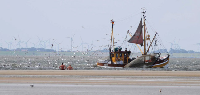 Möwen warten auf den wieder über Bord gegangenen Beifang; Langeoo, Blickrichtung Festland, Foto (C): Eilert Voß
