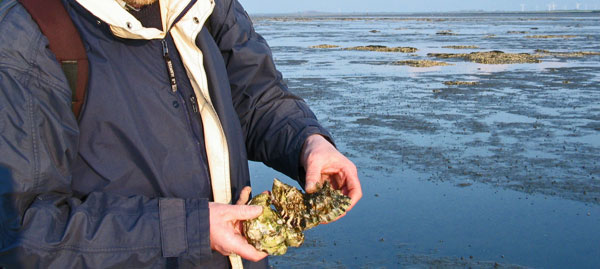 Pazifische Auster, hier bei Dornumersiel, LK Aurich, Foto (C): Manfred Knake