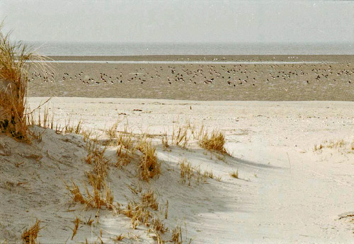 Vogelinsel Memmert: Austernfischer am ungestörten Strand, Foto (C): Manfred Knake