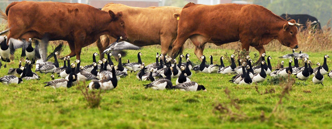 Freidliche Koexistenz von Rindern und Nonnengänsen, Foto (C): Eilert Voß