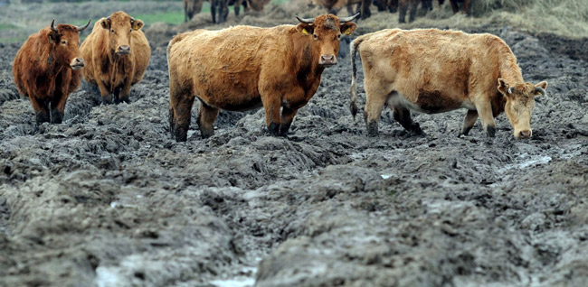 Hier raten keine Gänse mehr: Fragwürdige Rinderhaltung in der Nähe von Emden, Foto (C): Eilert Voß