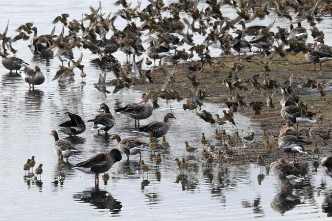 Auch in milden Winter ist das Wattenmeer RAst- und NAhrungsgebiet für Gänse und Watvögel, Foto (C): Eilert Voß
