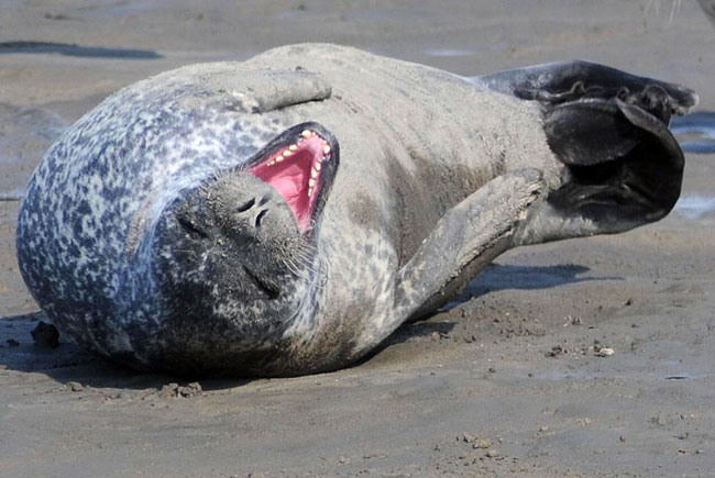 Da lacht sogar der Seehund! Foto (C): Eilert Voß