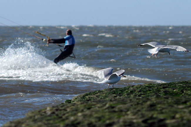 "Dickfellige" Silbermöwen haben keine Probleme mit Kitesurfern, Foto (C): Eilert Voß/Wattenrat
