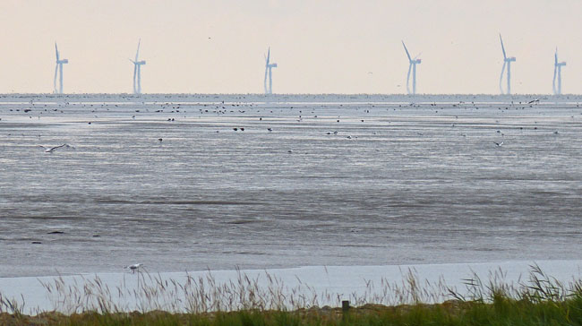 Windpark Nordergründe, direkt am Nationalpark Niedersächsisches Wattenmeer und "Weltnaturerbe", Vogelkollisionen unausweichlich, Foto (C): Ingrid Marquardt/Wattenrat Ostfriesland