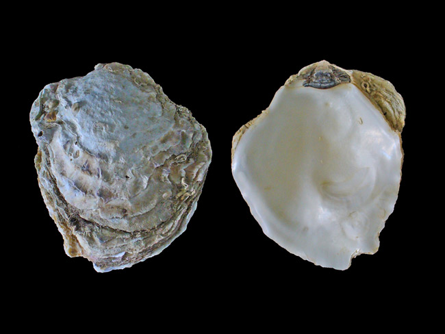 Europäische Auster - Foto: H. Zell, Wikipedia, CC BY - SA 3.0