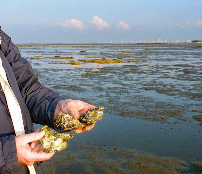 Pazifische Austern im Watt vor Dornumersiel/LK Aurich, Foto (C): Manfred Knake