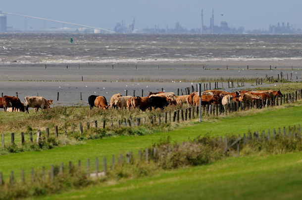 Vorlandbeweidung an der Ems, im Hintergrund Großindustrie in Delfzijl/NL Foto: Voß/Wattenrat