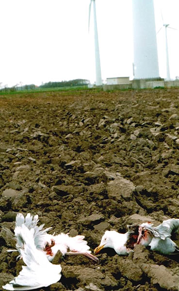 Vom Windrotor erschlagene Moewe